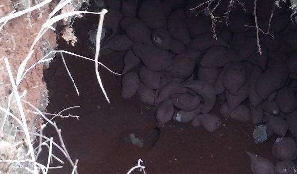 如何建贮藏红薯大窖,红薯烂窖怎么处理