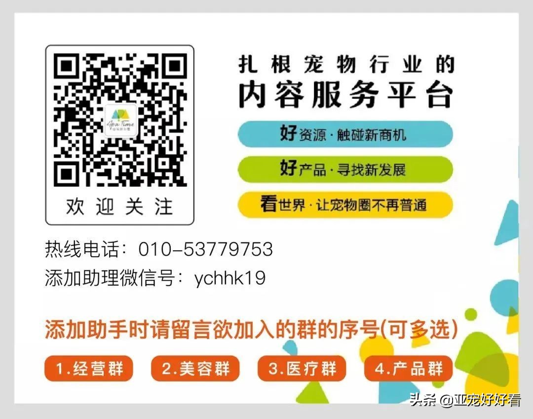 亚宠云课堂,比熊犬赛级妆造型