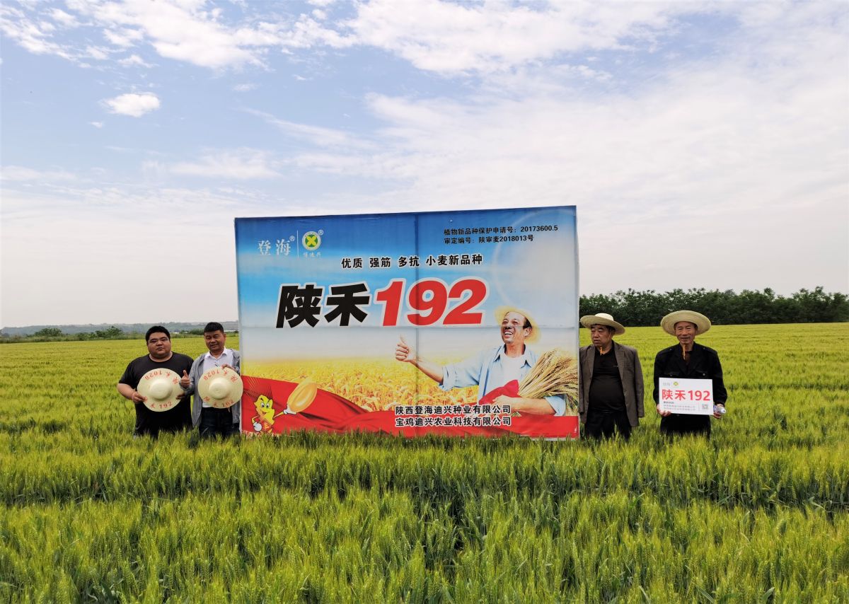 陕禾192小麦品种早熟吗,陕禾1028和192的区别