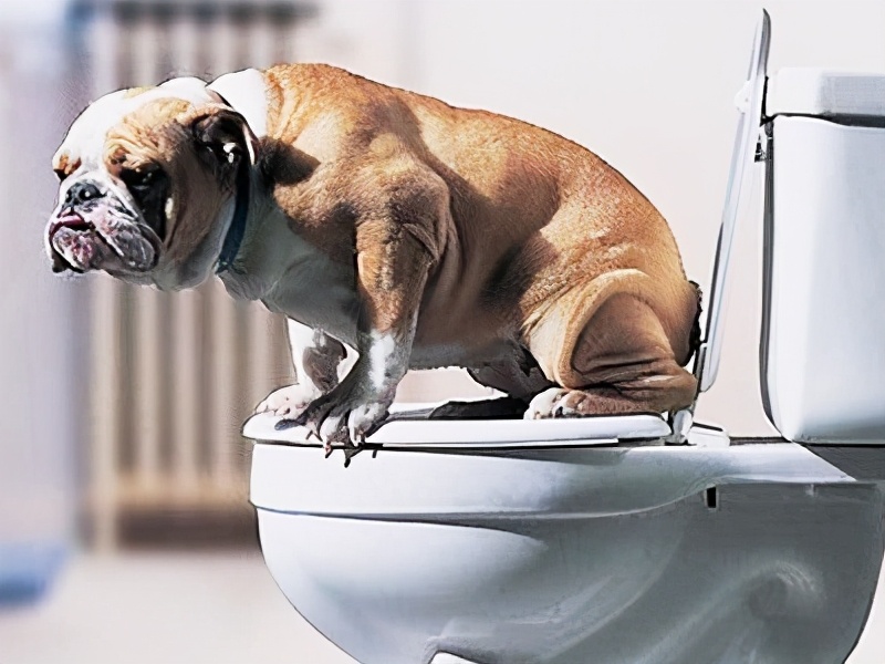 狗狗6大动作训练,学会更利于饲养生活