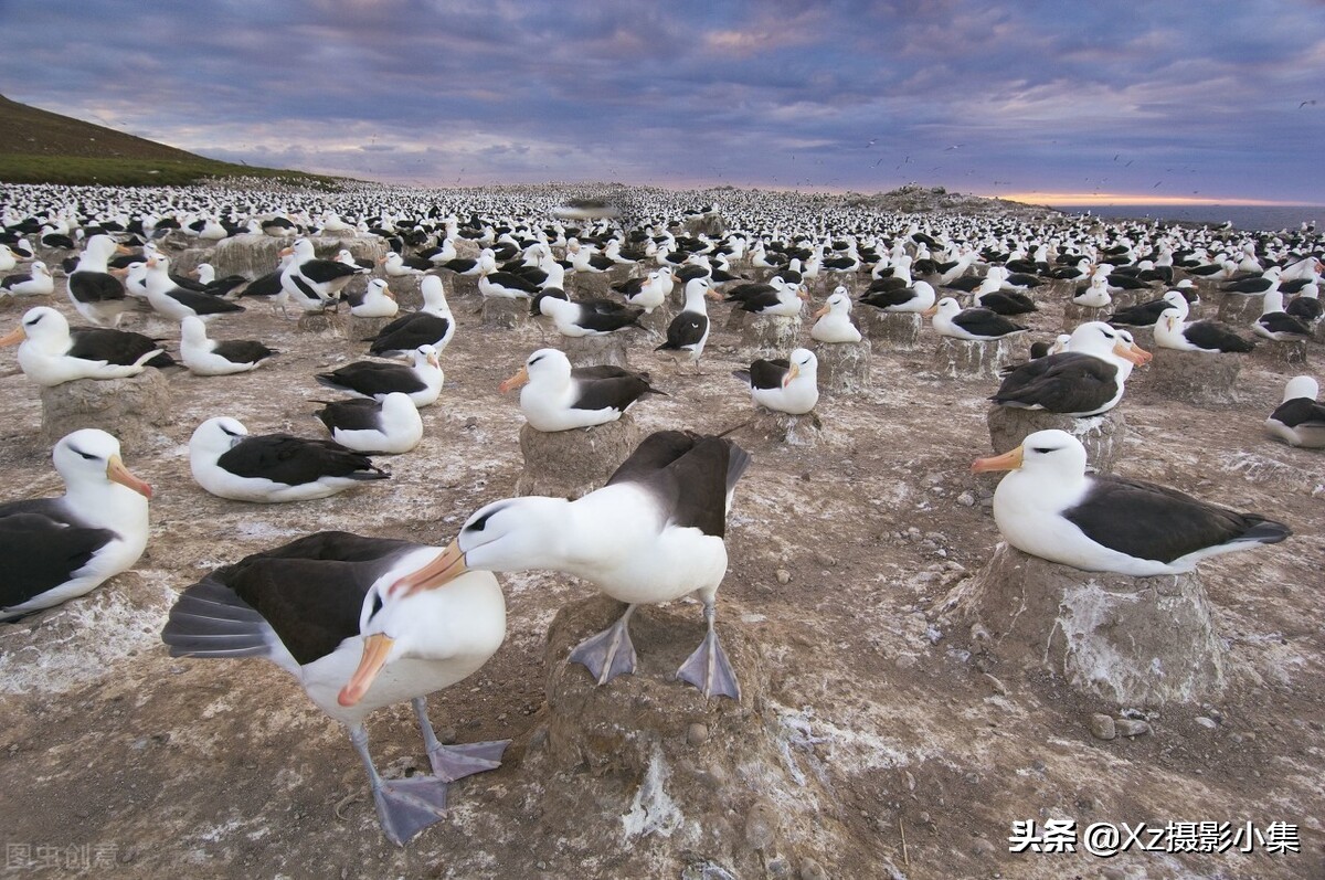 大连蛇岛旅游体验,大连蛇岛景区