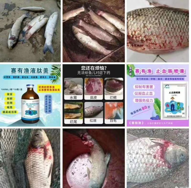 鱼类细菌性出血病治疗方案,鱼类应激性出血症防治