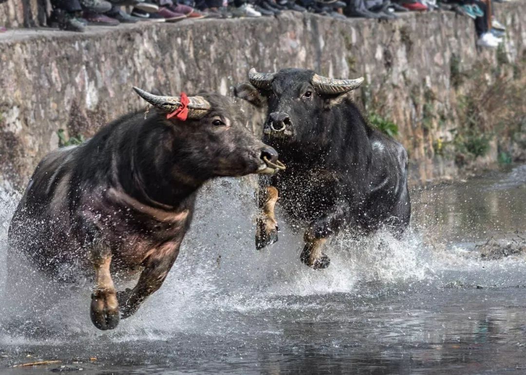 云上丹寨图,云上丹寨高清图片