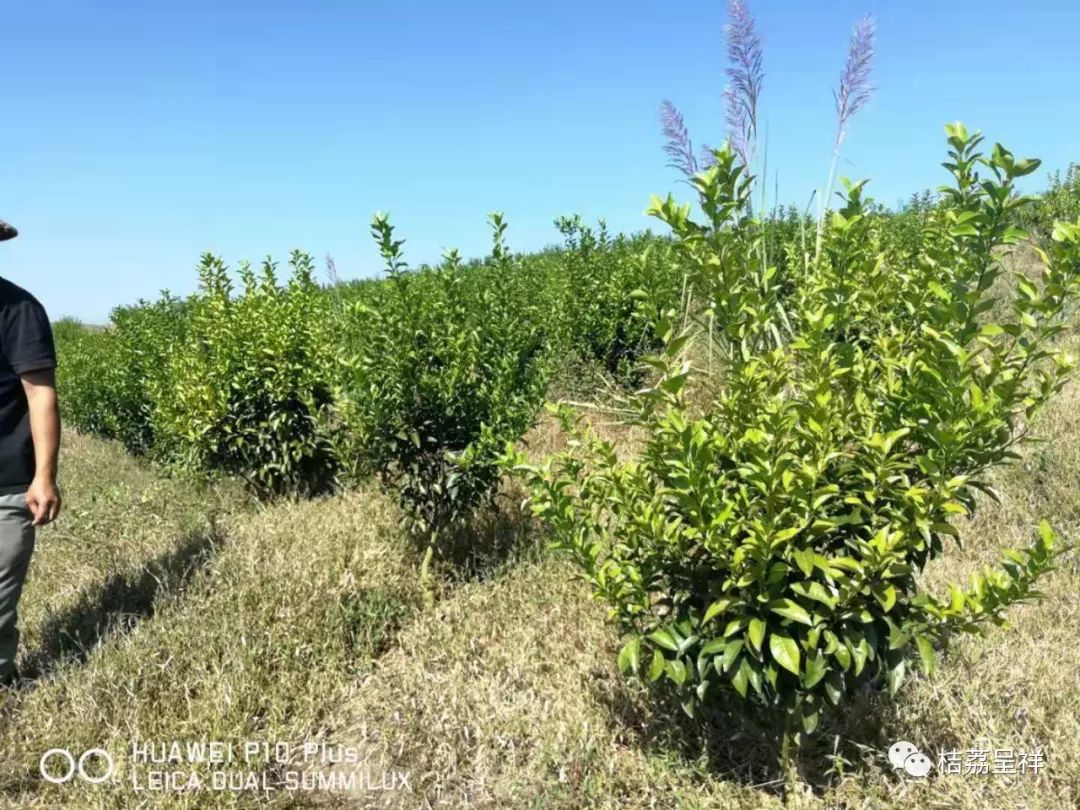 今年柑桔春季管理,柑桔种植全年管理计划