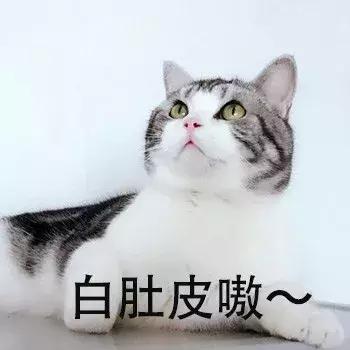 养猫猫推荐英短,新手第1次养猫还是养狗啊