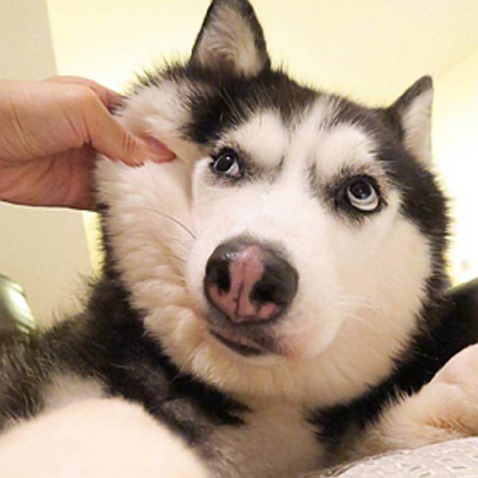 让狗狗防病的药,让狗狗长得快的药