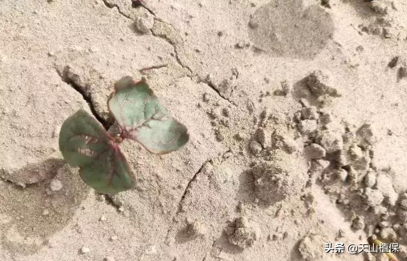 刚长出的苗蔫了怎么办,刚出苗就死苗怎么回事