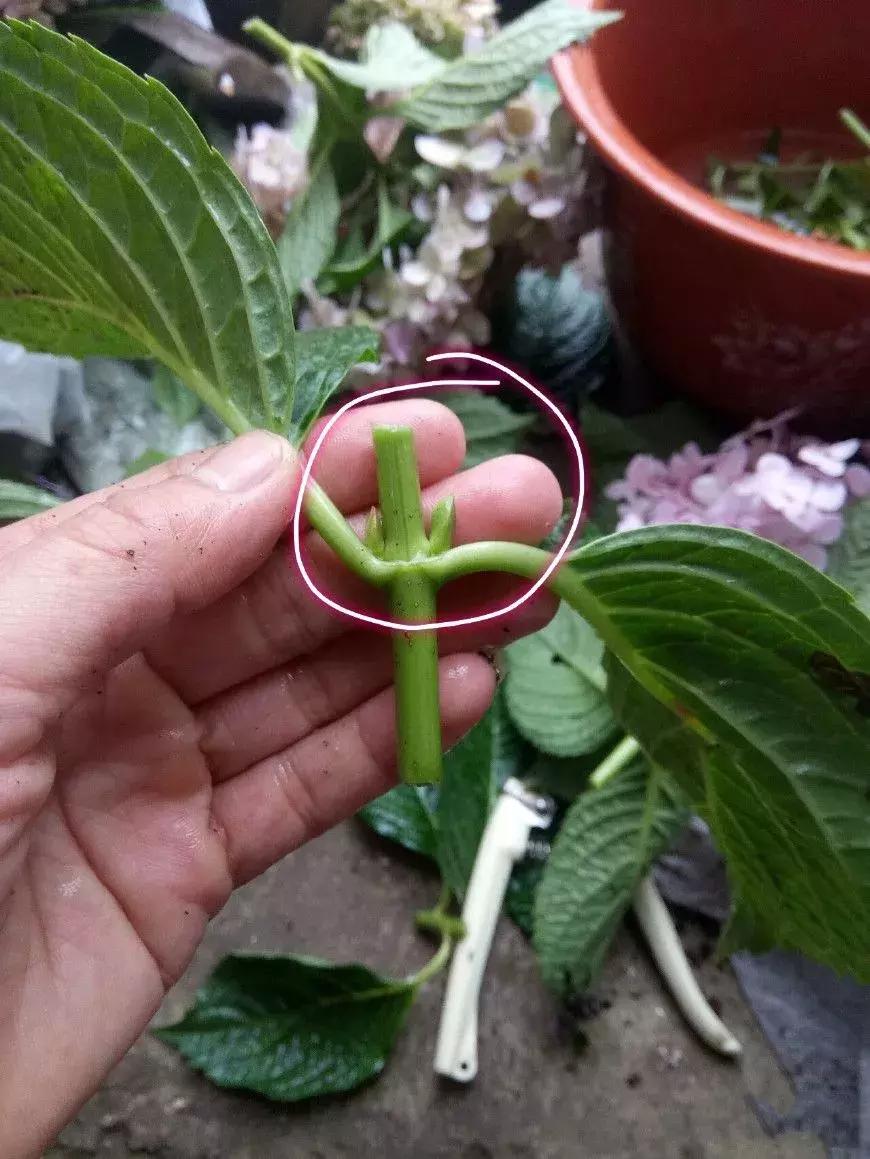 这6种花给点水就爆盆懒人必备,插枝最好养的四种花