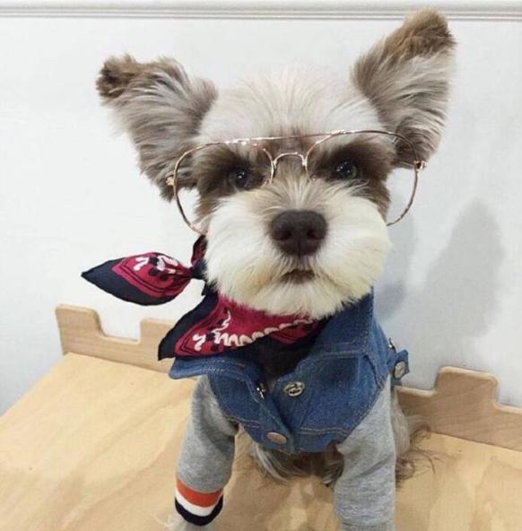 什么狗狗不臭又好养,10种无体味不掉毛的狗狗