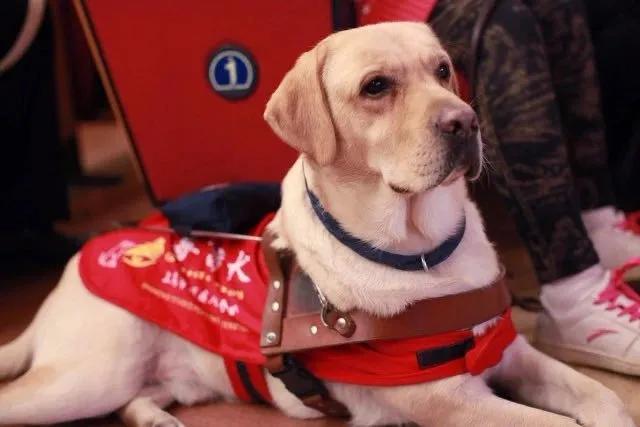 感谢15888名导盲犬支持者，1吨耐吉斯犬粮已送达导盲犬基地