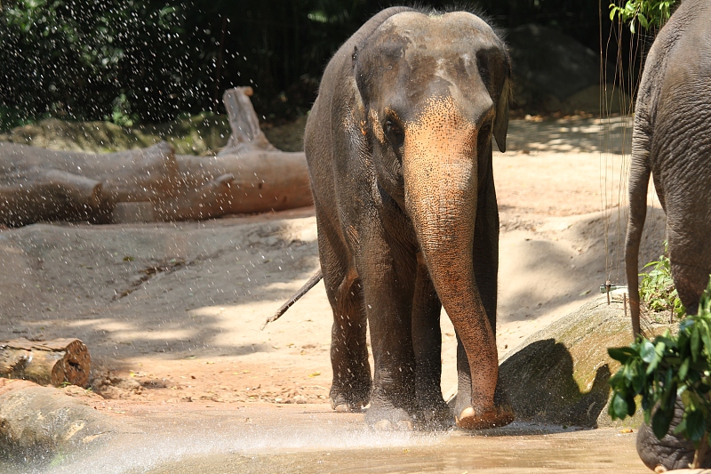 新加坡三个动物园哪个最好,新加坡动物园哪个最值得去看