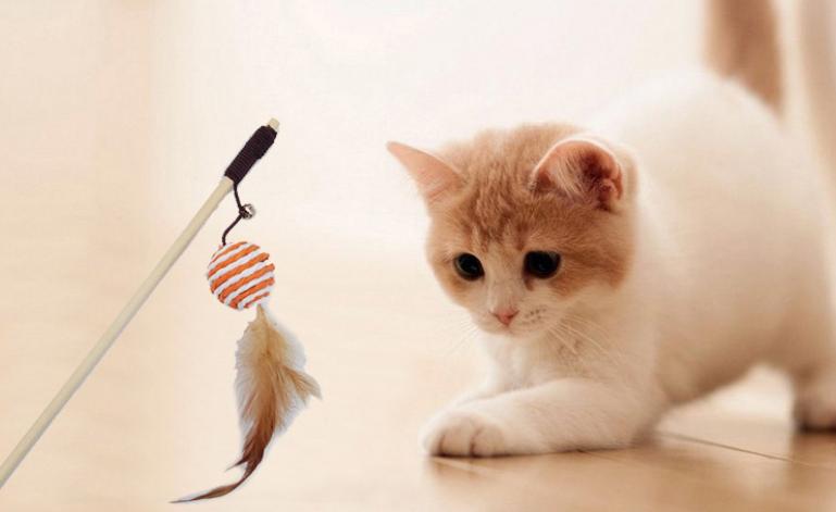 养猫必备好物｜新手养猫攻略