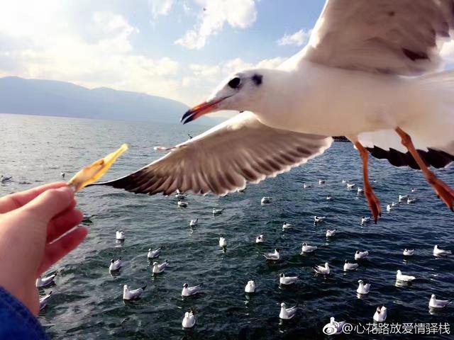 民宿人物之老廖：我的梦想，民宿不让呀。大理客栈老板再战迪拜