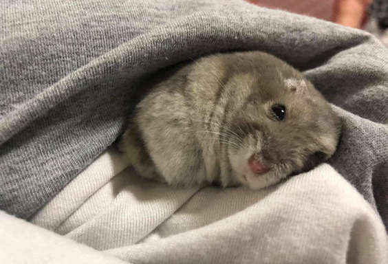 仓鼠怎么养不成肌肉鼠,仓鼠太胖了怎么减肥