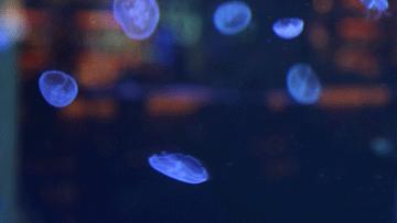 色彩斑斓的海底珊瑚,五彩缤纷的海洋生物视频