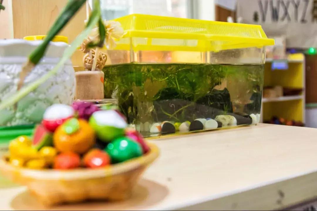 东莞有些什么特色幼儿园,东莞规模最大的幼儿园