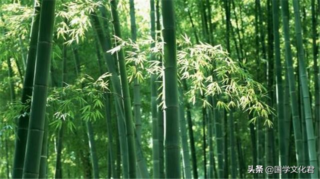 竹子定律的理解和感悟,竹子定律有哪些