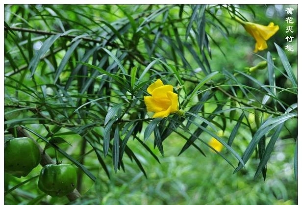 25种常见有毒的花草树木,警惕50种有毒植物