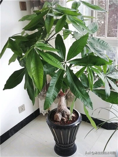 发财树不能种太深,发财树养得不壮寓意