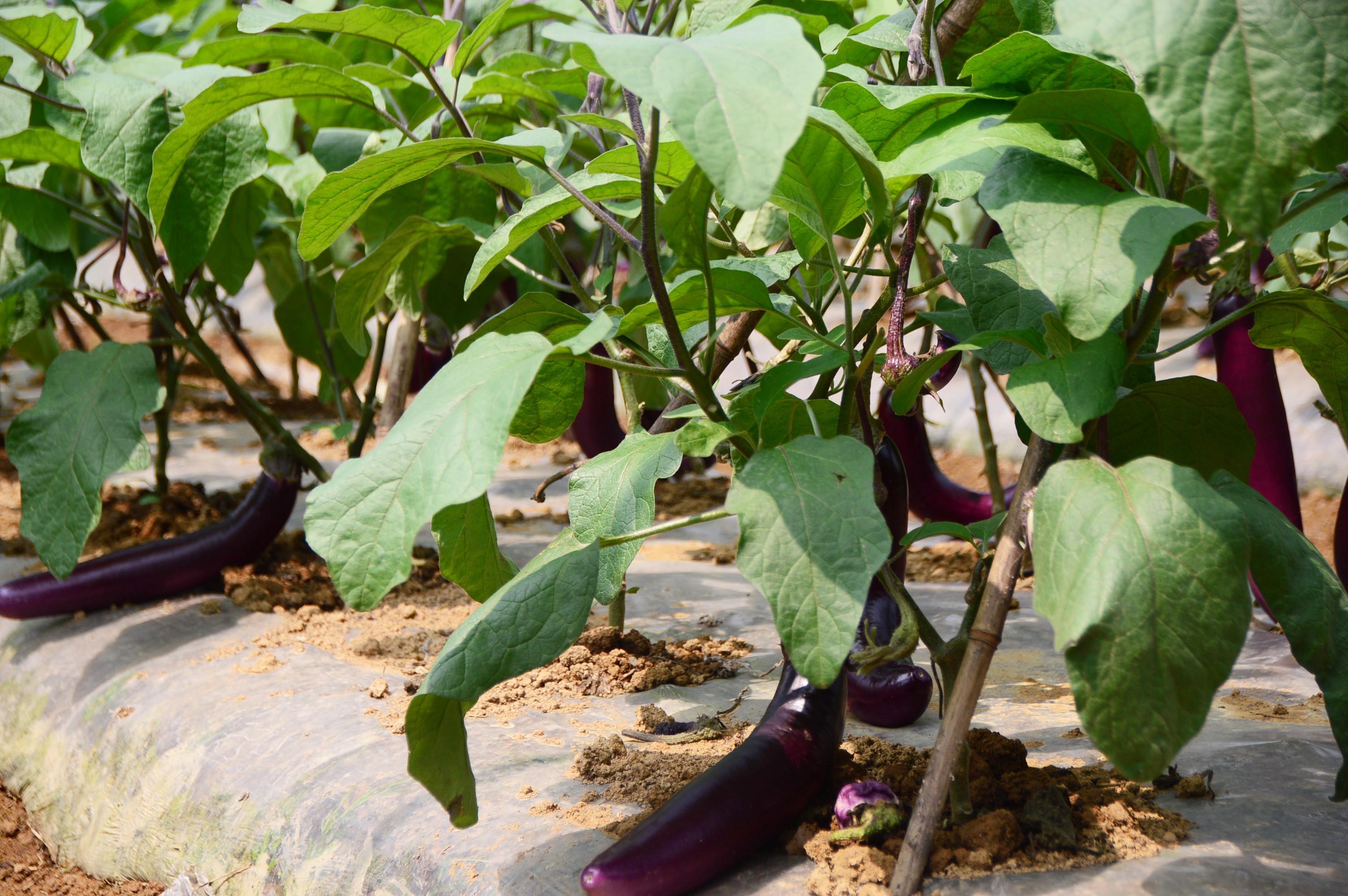 茄子细菌性的病害有哪些,茄子细菌性软腐病的原因