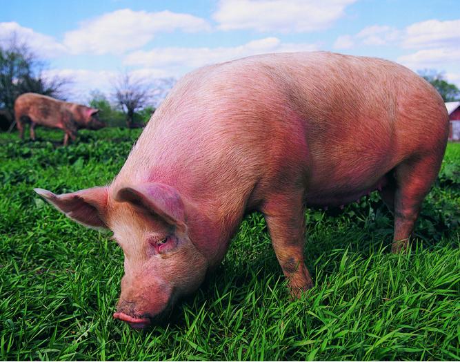 目前猪瘟的症状与治疗,猪瘟有什么好治疗方法