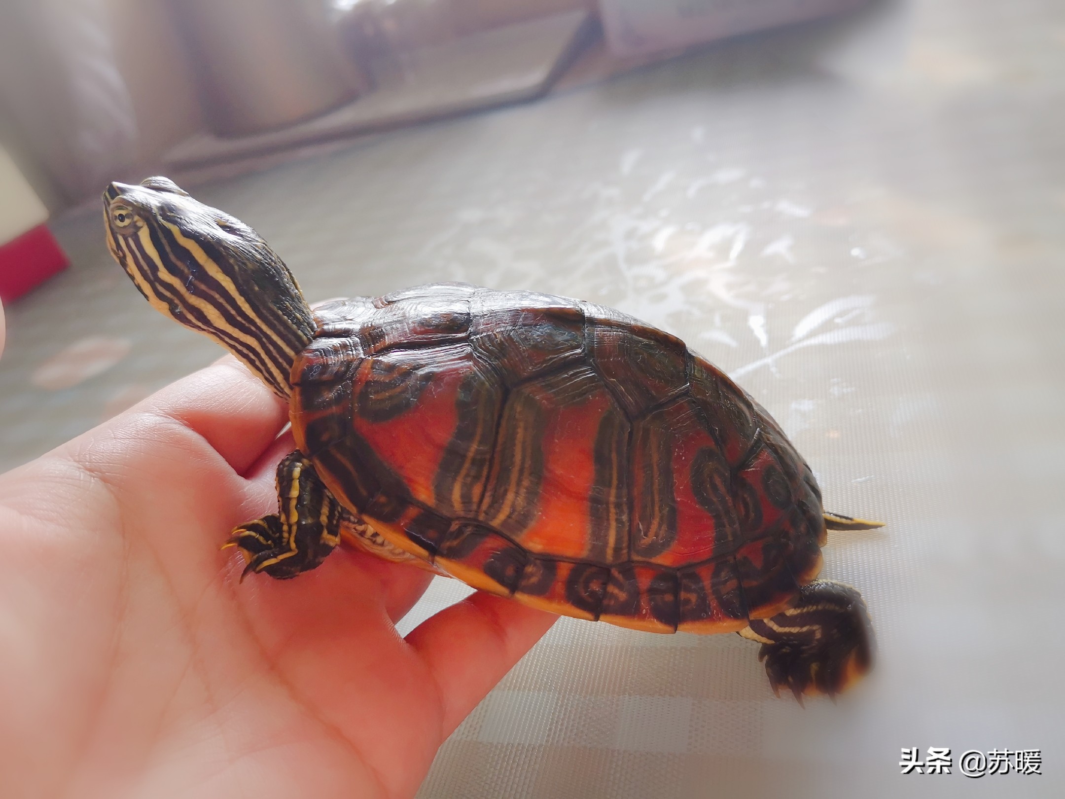 百多邦能治疗乌龟腐皮吗,阿莫西林治疗乌龟腐皮