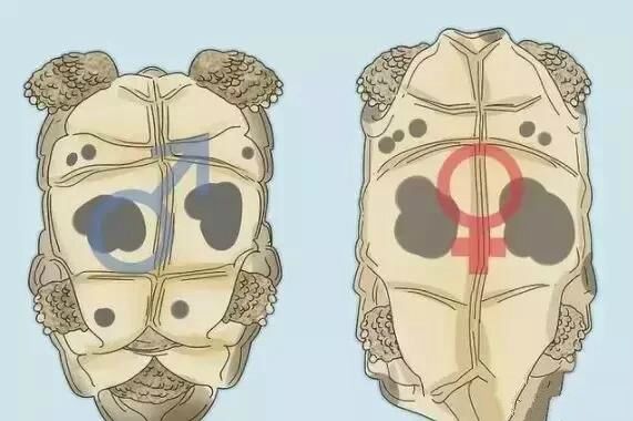 刚破壳的小乌龟怎样分雌雄,乌龟怎么分辨公母小草龟