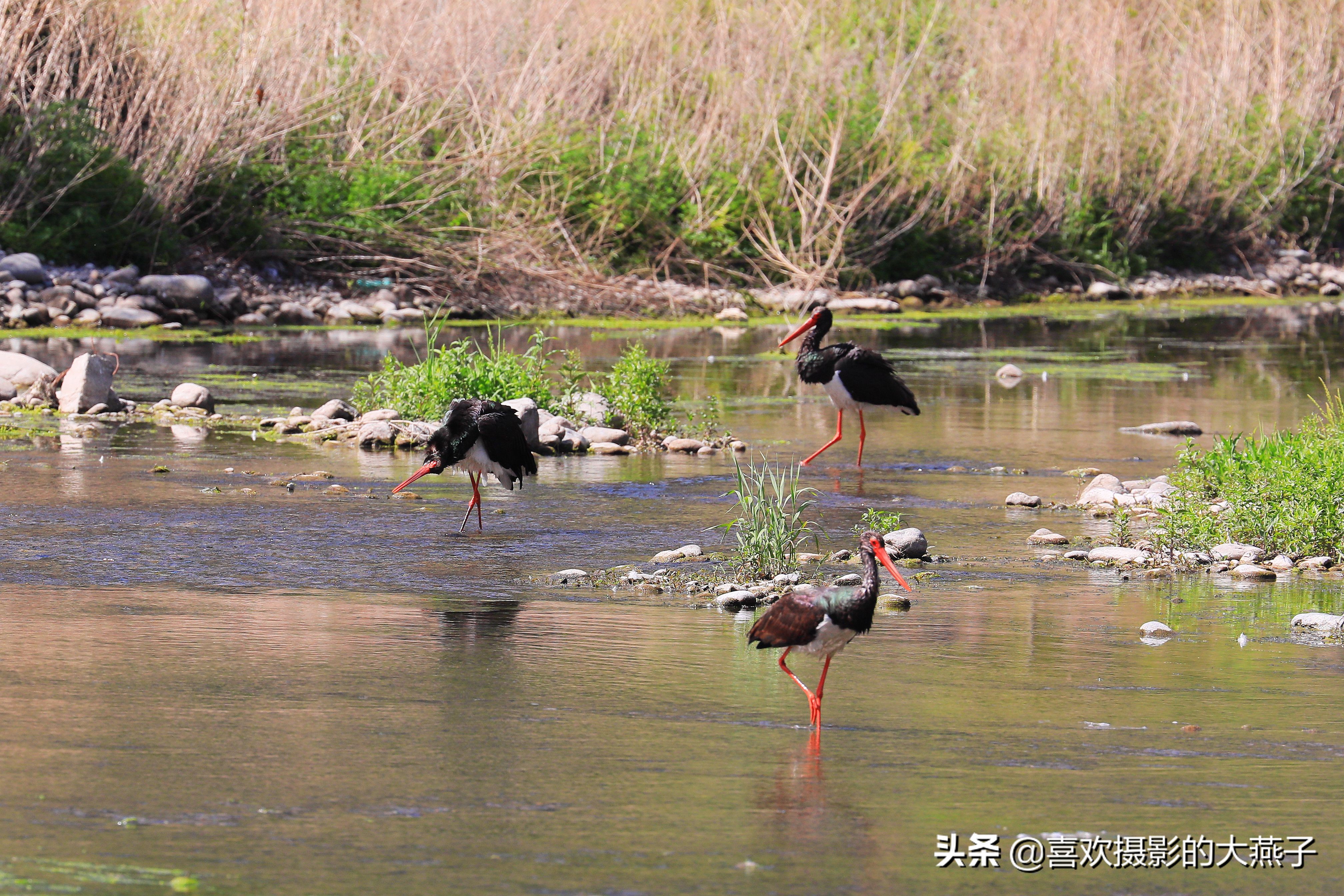 慕名前往十渡黑鹳之乡小有收获