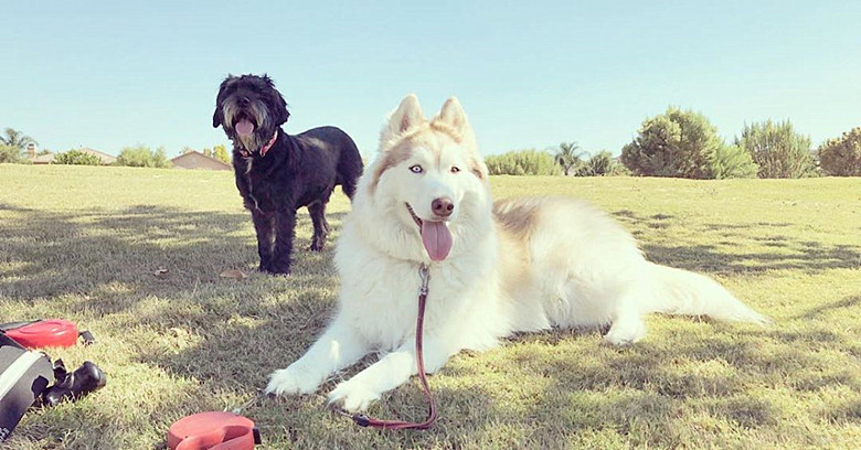 狗嚎叫怎么训练,狗乱叫咬人训练