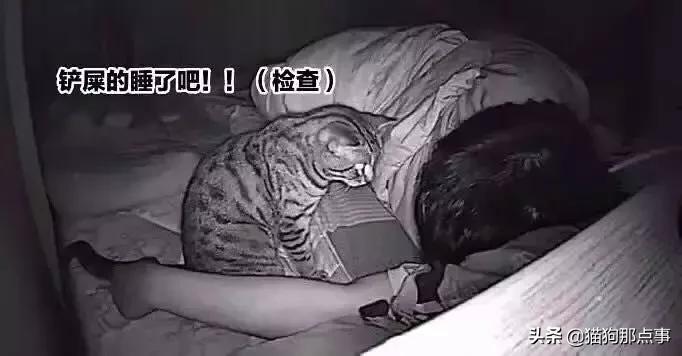 养了5年的猫居然让我丢掉,养了五年的猫很想把它扔了