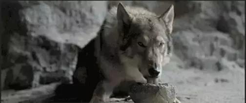 阿尔法|如果文明是卑躬屈膝,我会让你看到野蛮的骄傲