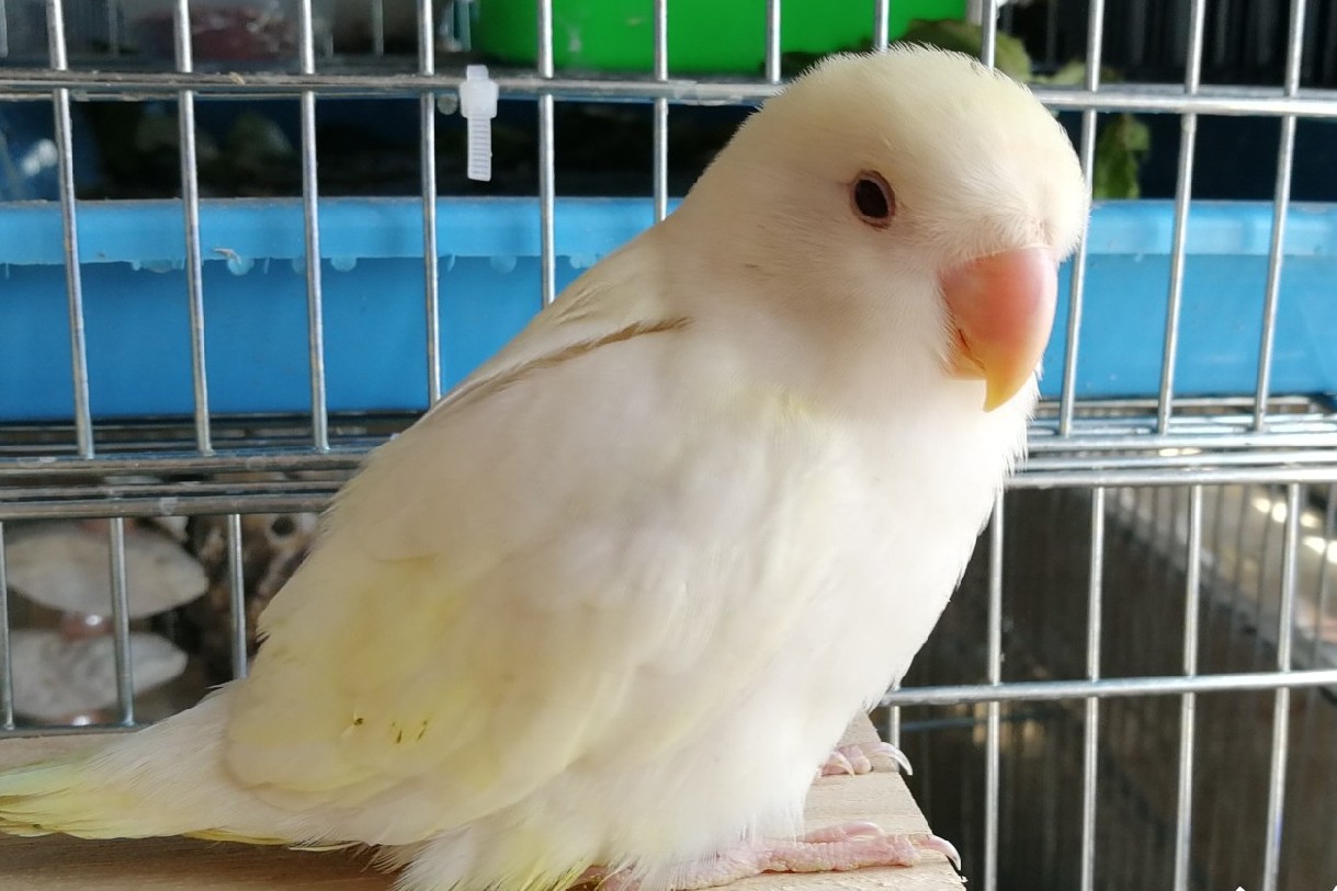 普兰牡丹鹦鹉是头类还是面类,面类牡丹和头面牡丹鹦鹉如何区分