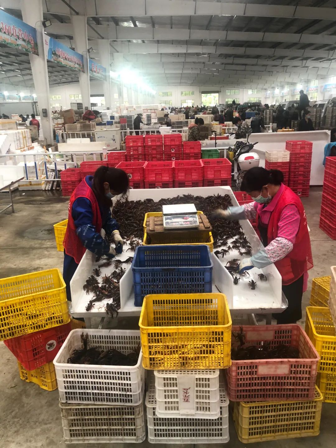 醉倒在“大虾之城”