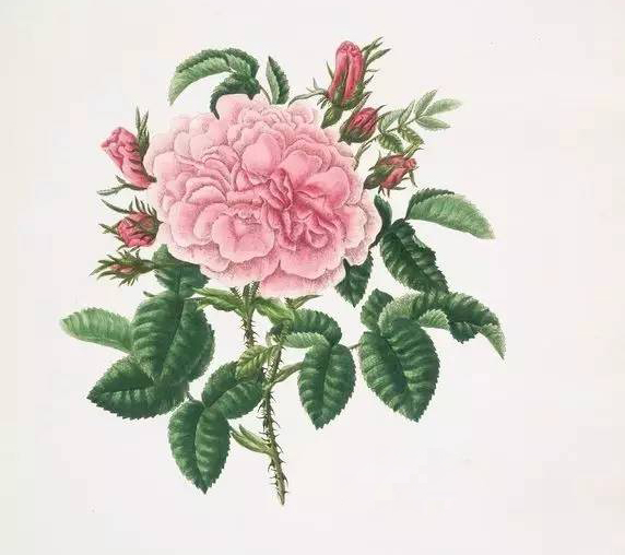 玫瑰不容易种活,玫瑰种植易养活