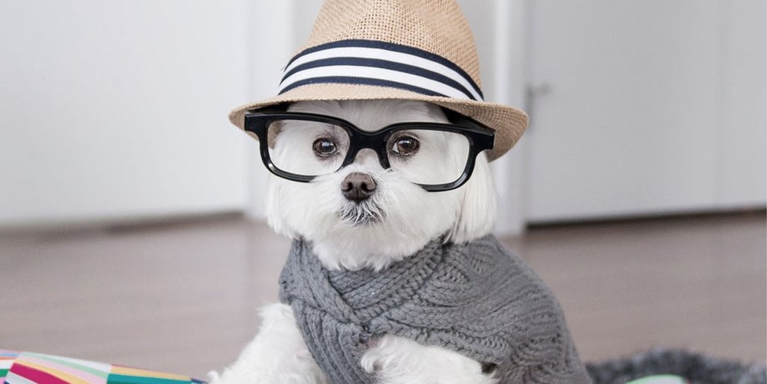 人不如狗系列——Instagram上身价最高的十只汪