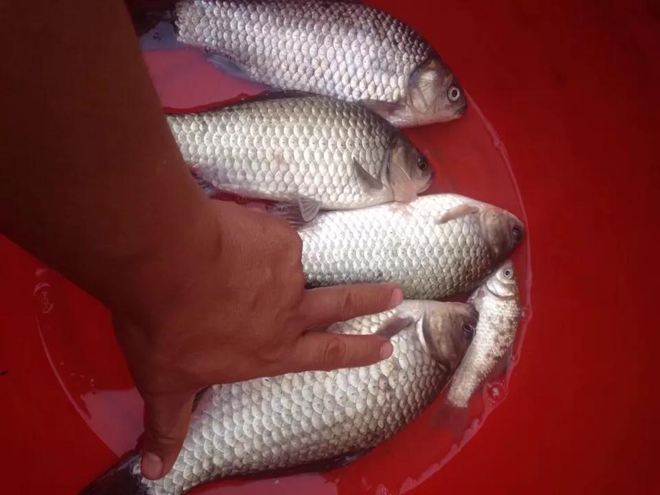 漂相没动作提竿有鱼怎么回事,有漂相打不中鱼什么原因