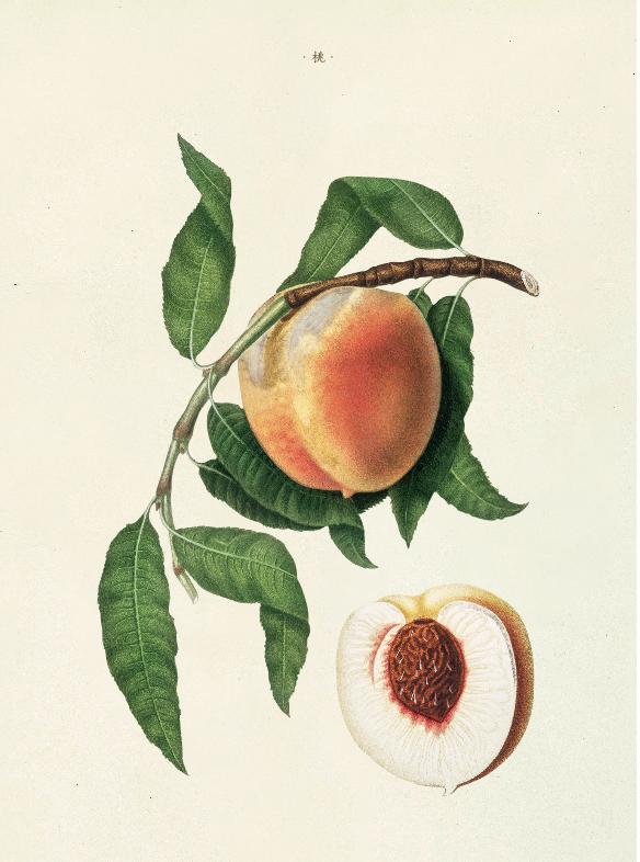 橙子橘子柚子柠檬树哪个开花最香,柚子柑橘橙子之间的关系