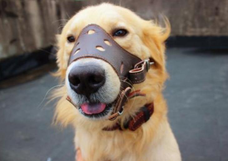 外面狗狗半夜叫个不停有什么预兆,狗狗一直叫不停怎么办