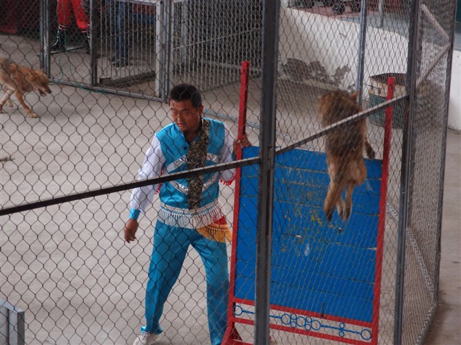 八达岭动物园观看老虎,八达岭动物园游玩