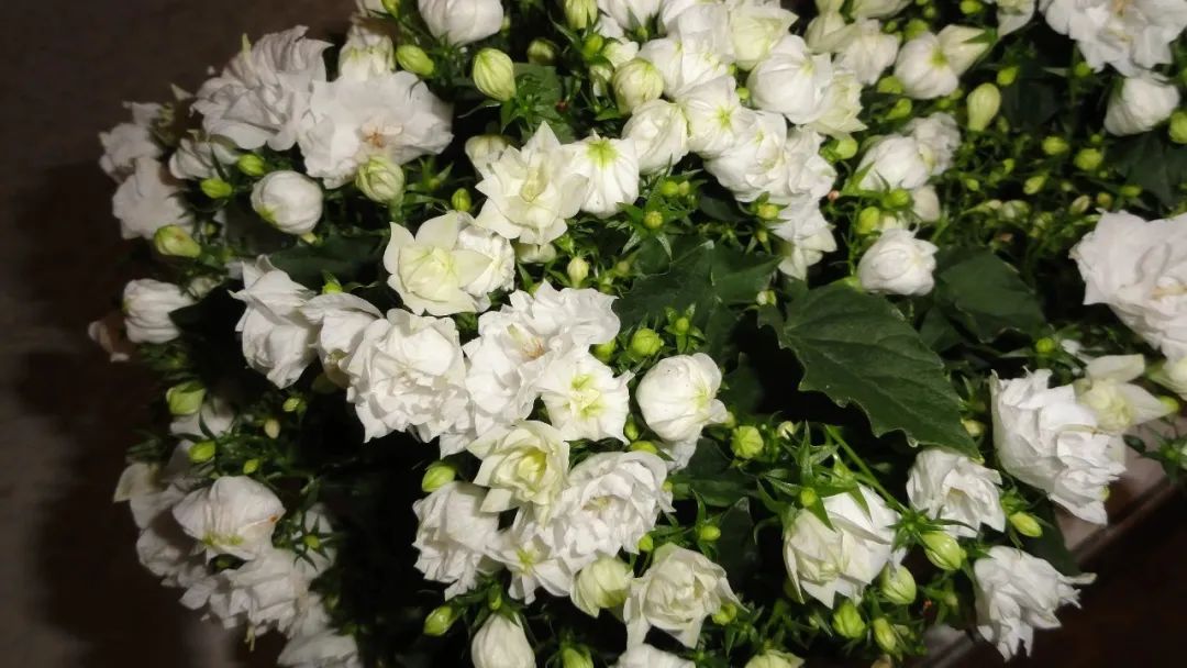 风铃草的品种有哪些,花店买的风铃花怎么养