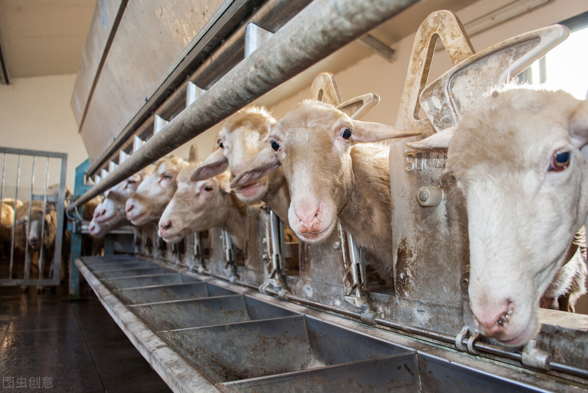 如何选择种公羊和种母羊?这2点得到了实践的认可!养羊来看看