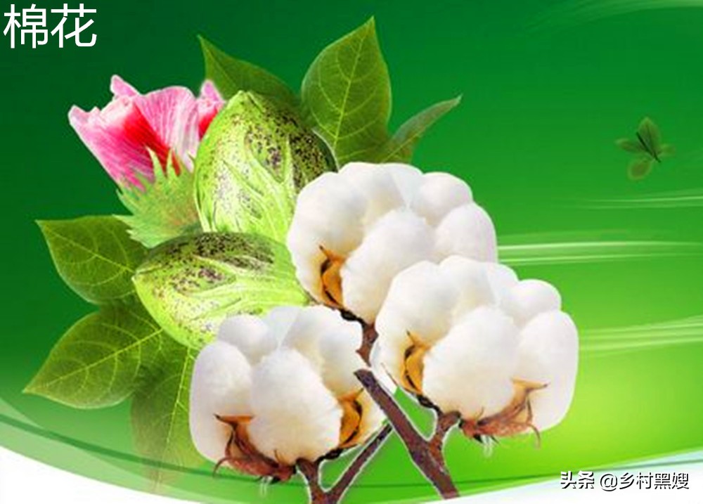 农作物棉花来自哪里?是国产吗?一口气搞懂棉花的前世今生