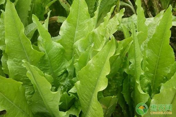 莴笋如何增产？秋莴笋需要掌握的种植技术有哪些？