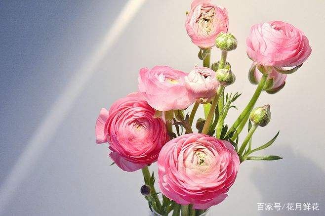 送长辈的鲜花花语,浪漫花语鲜花婚庆