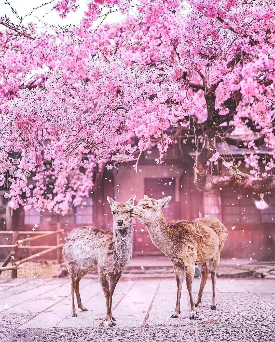 樱花前线2022年,2022第一场樱花