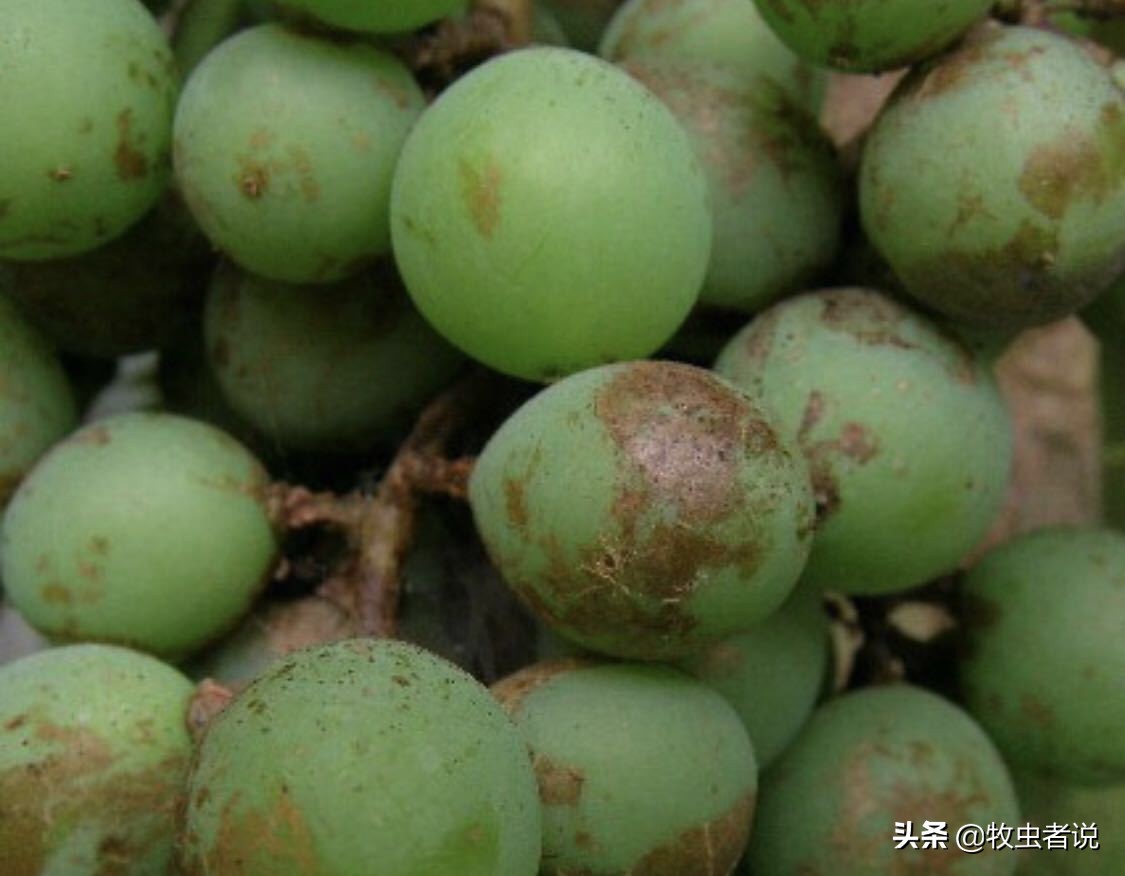 葡萄果粒上的斑点是什么原因,葡萄生锈斑是什么原因