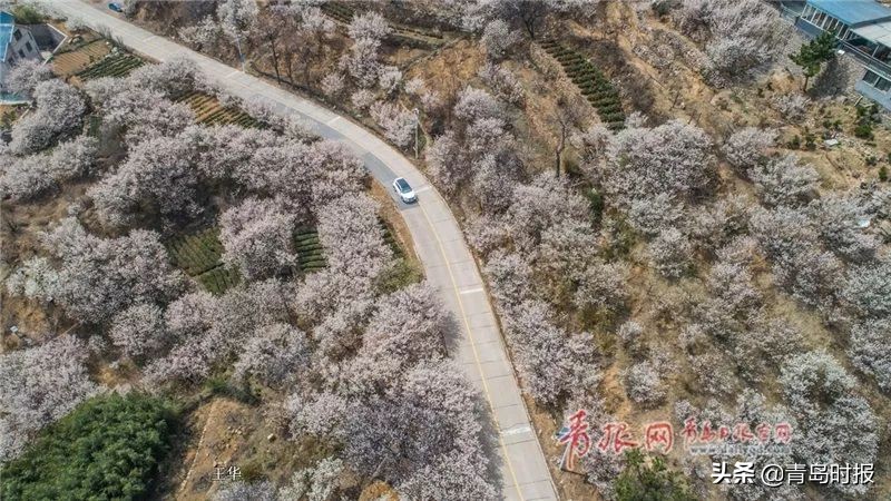 崂山花海,青岛崂山花海