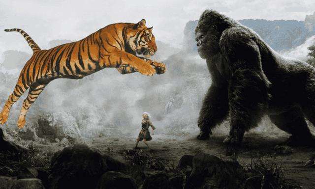 超能力银背大猩猩视频,银背大猩猩10招之内打败狮子老虎