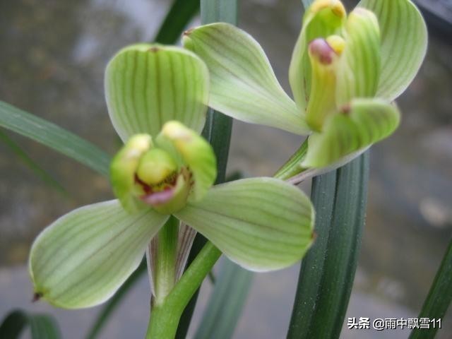 兰花浇水过多和缺水叶尖区别,兰花脱水怎么补救