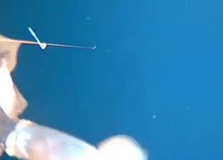 来大连10年了，我终于分清这三种软体的“鱼”了！真特么难！